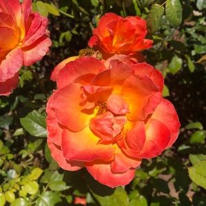 Meet your Posher, Mel